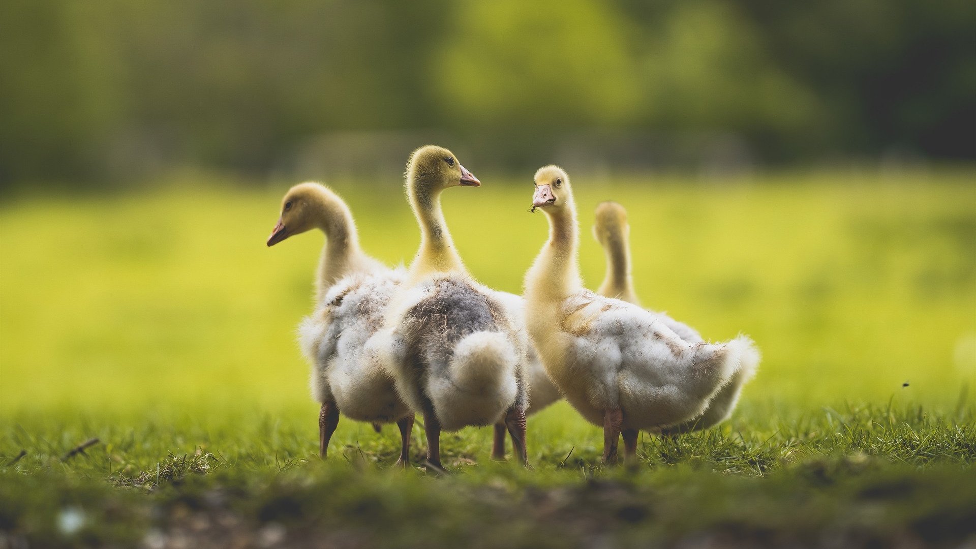 米兰体育-二阵球员替补出场反超比分的经典战役，第二阵容是替补吗