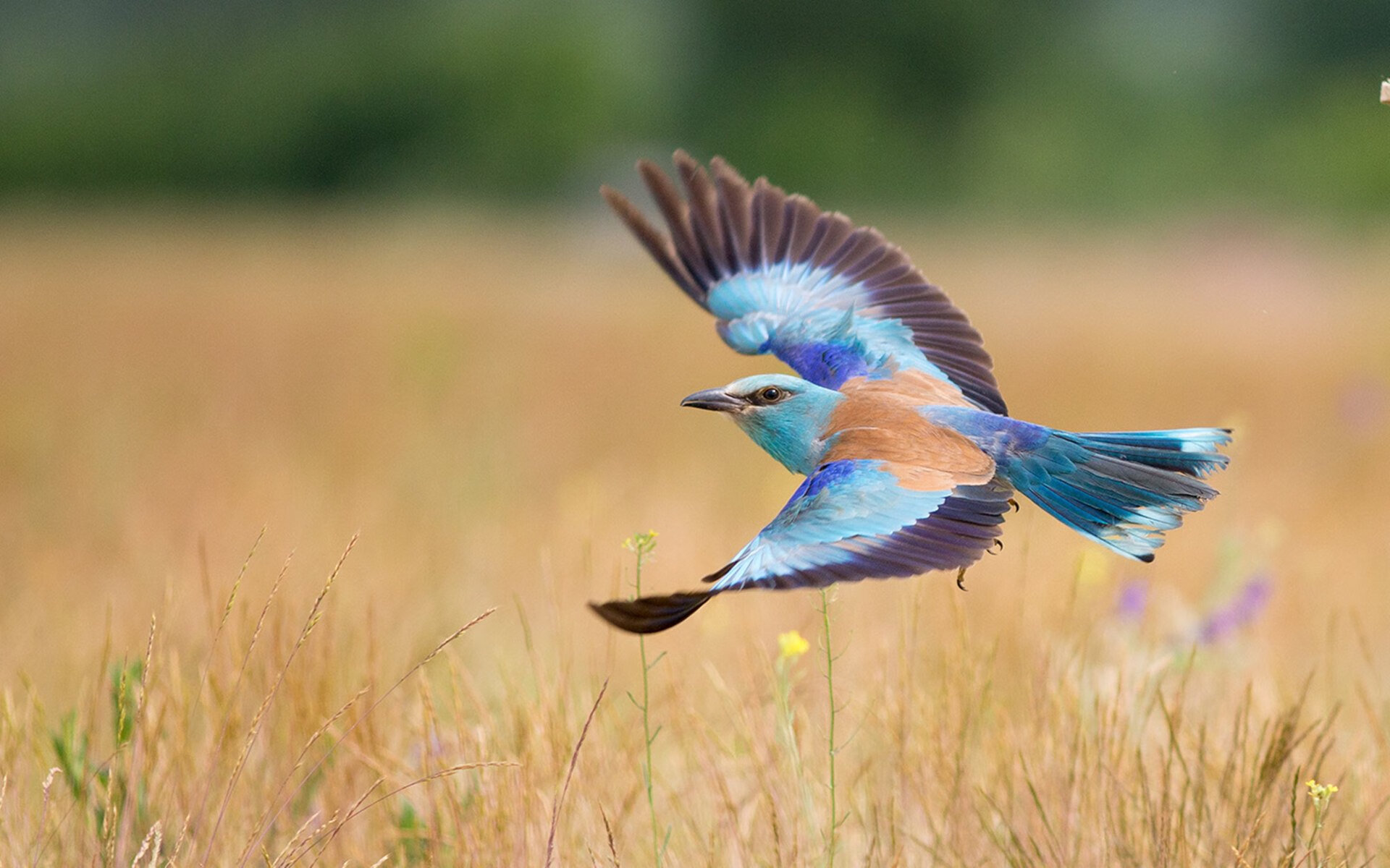 米兰体育APP-五大联赛是否鼓励中后场断球后立即长传反打思路，五大联赛中场休息多久