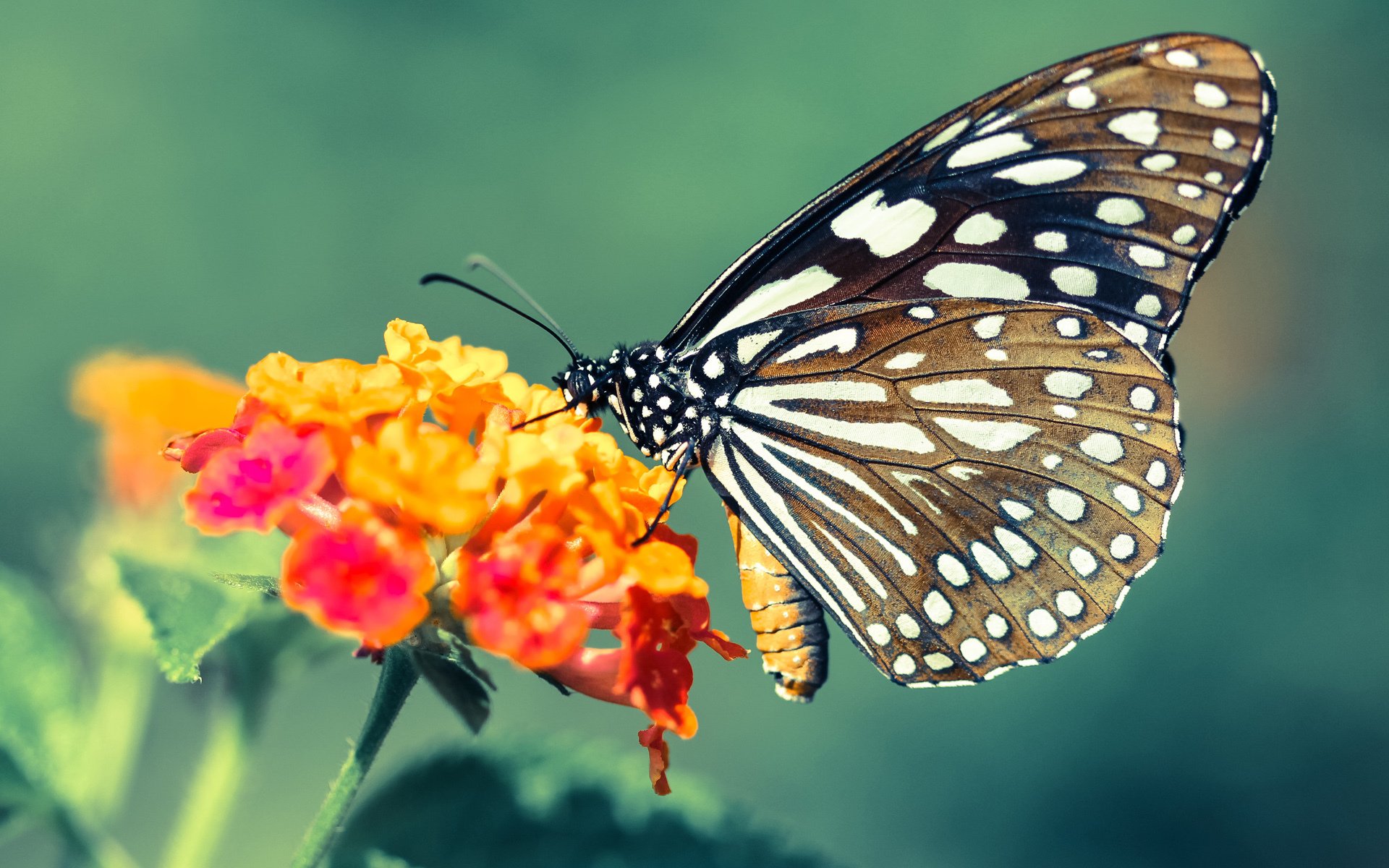 AC米兰-罗马尼亚队表现不俗，国际乒联混合团体世界杯赛场回顾，罗马尼亚乒乓球运动员男