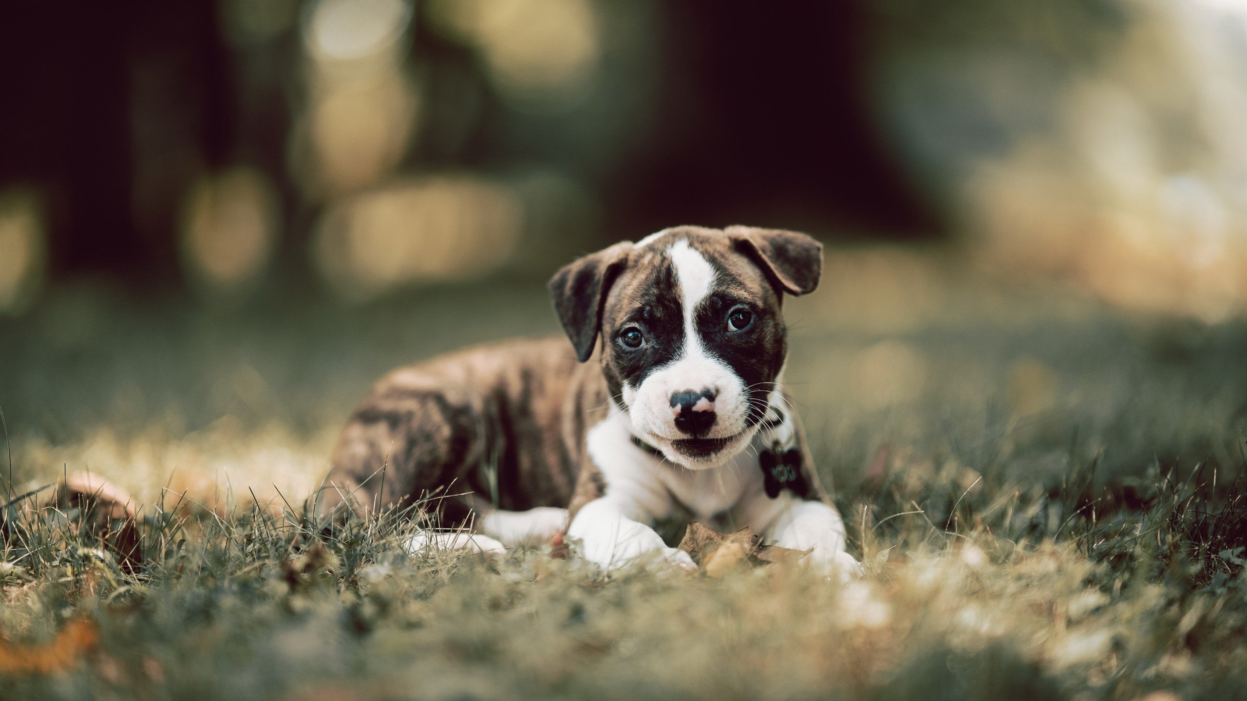 米兰登录入口-赛事赞助合作模式日益多样化，如何进行赛事赞助的评估