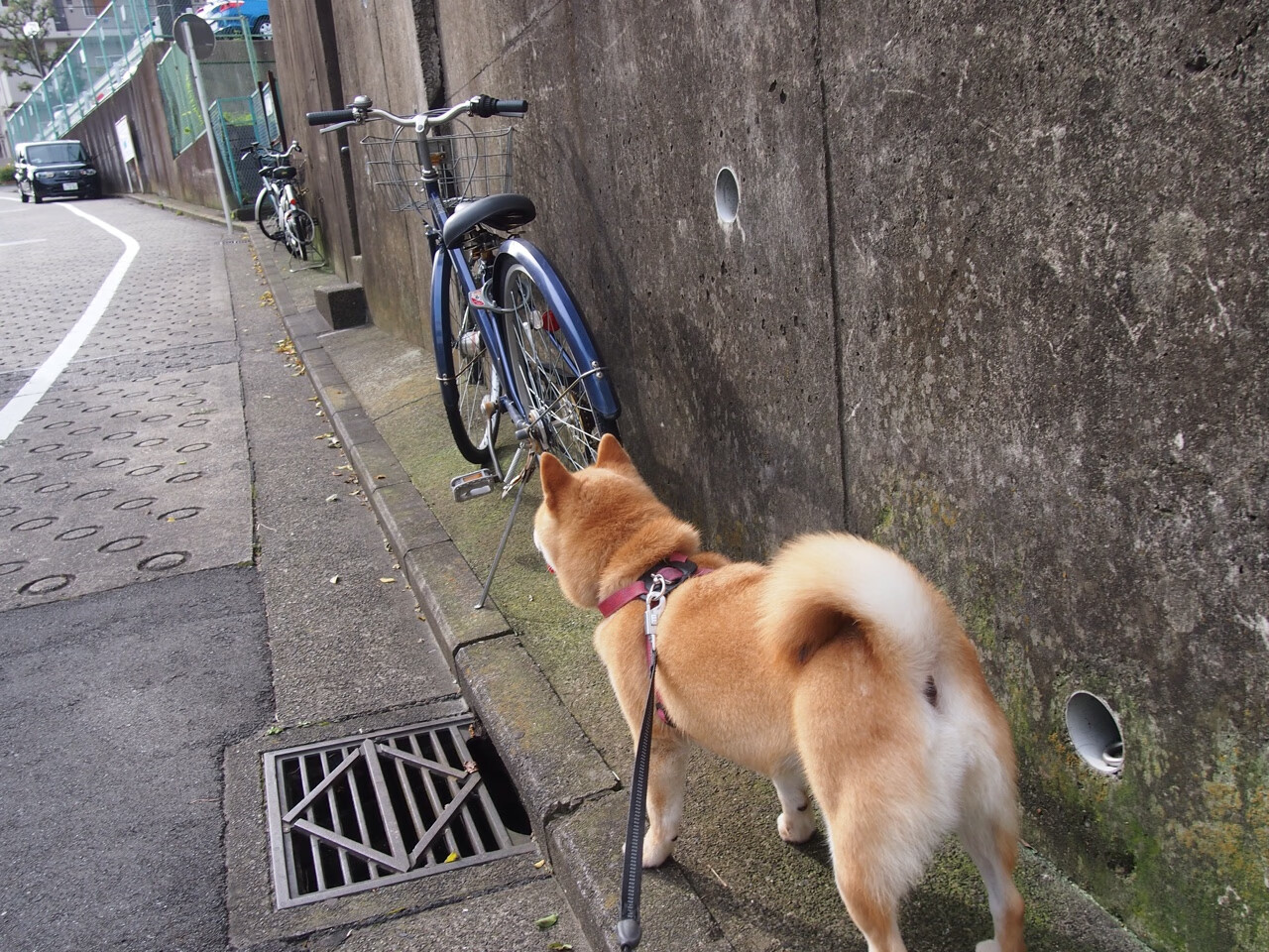 Milan Sports-“亚戈·卡尔曼：攻防兼备的橄榄球天才，成就阿根廷美洲狮队辉煌未来”