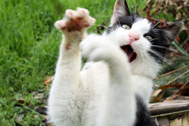 AC米兰-“尼古拉斯·桑特基的远射与精准控制，成就阿根廷美洲狮队的攻守平衡”