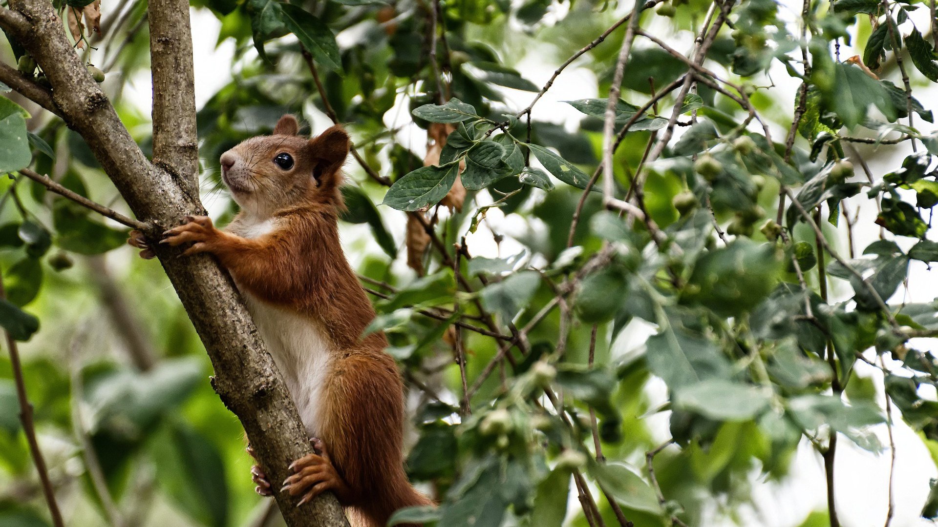 米兰体育APP-丁俊晖锁定胜局斯诺克大师赛，丁俊晖斯诺克排名赛冠军排行榜