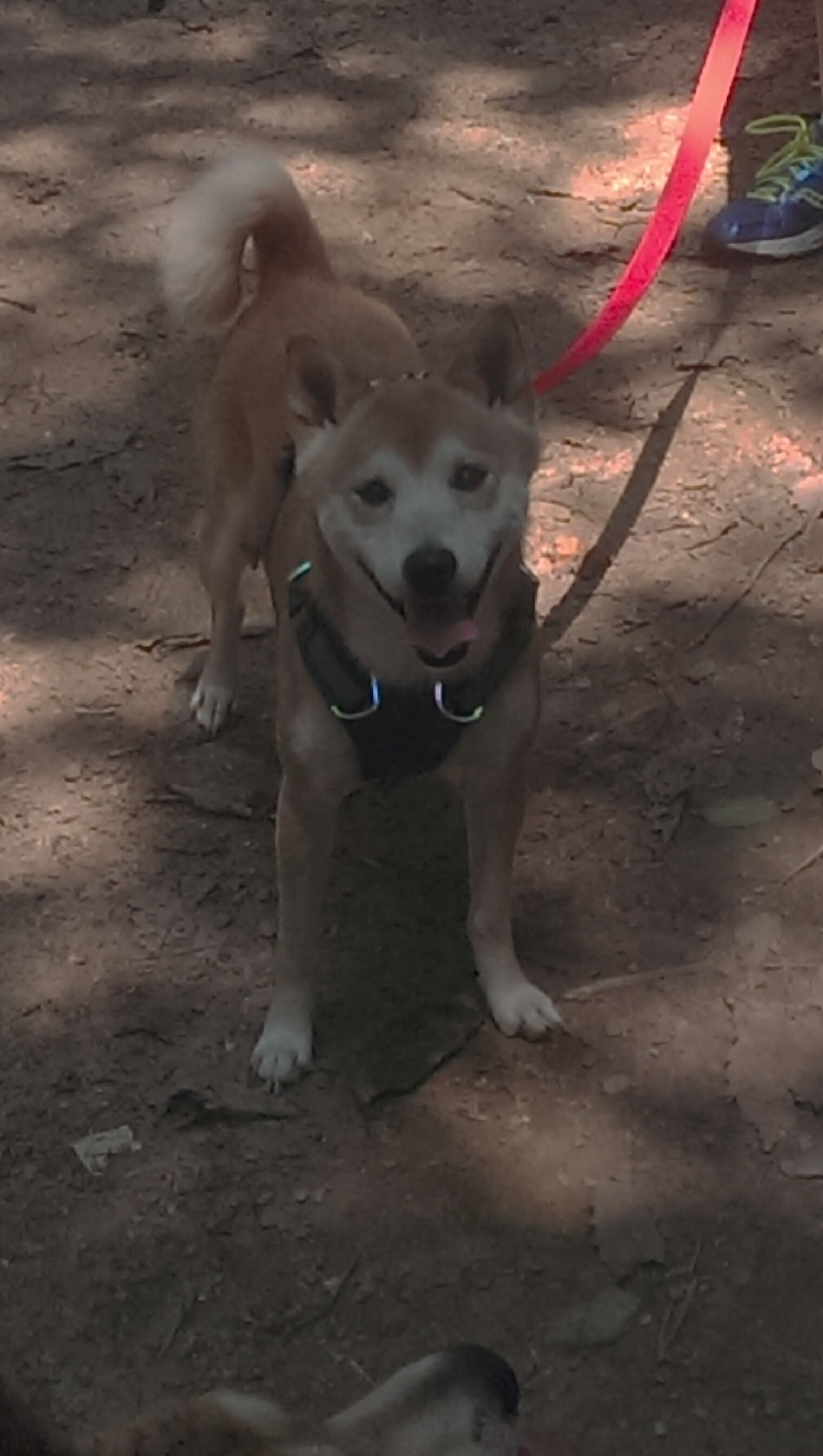 米兰体育官网-中国男篮积极备战亚洲杯强化实战演练，中国男篮征战亚洲杯