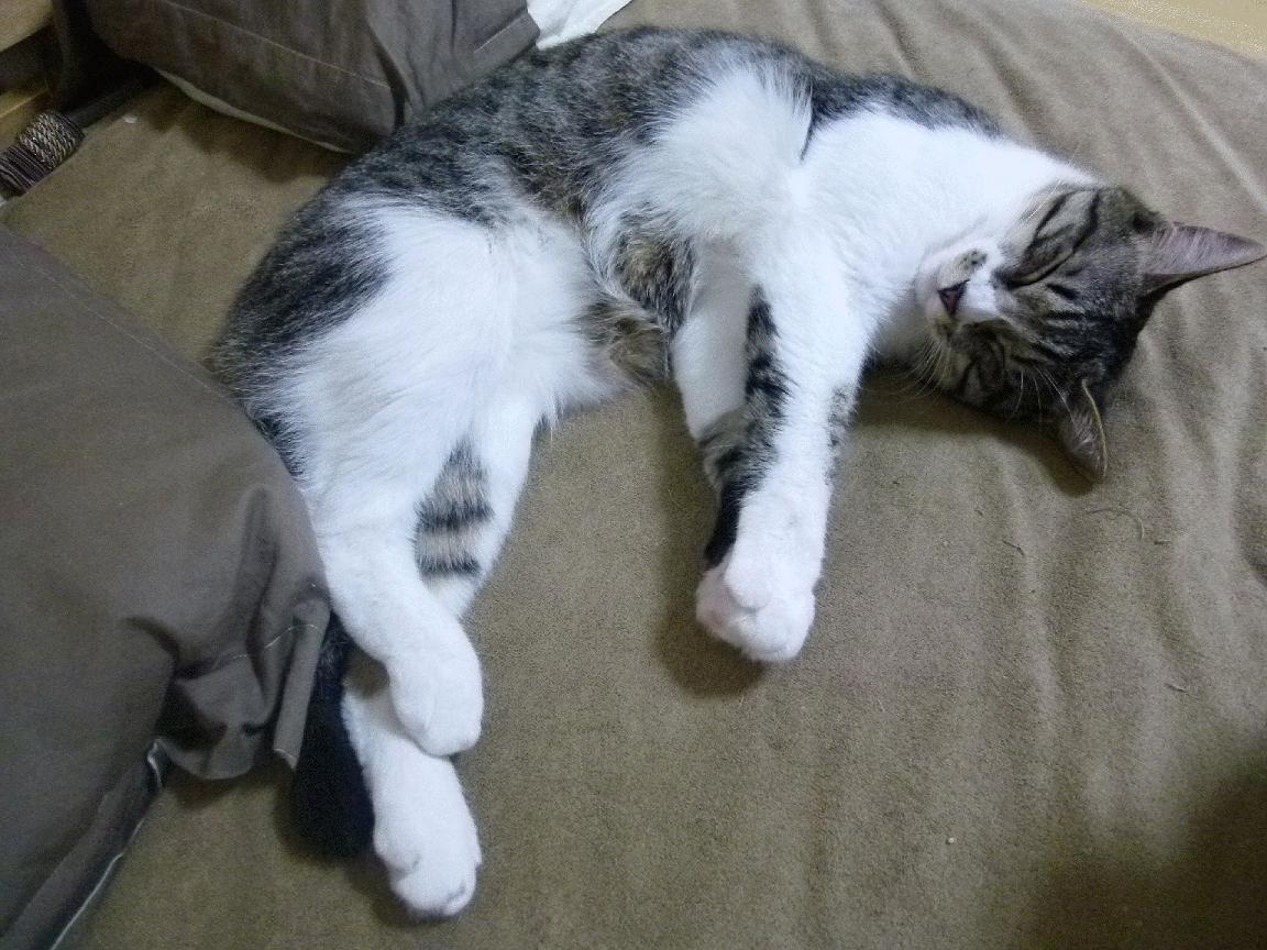 米兰体育APP-主帅赛后拒绝评价裁判引发媒体多方揣测，主帅阵亡