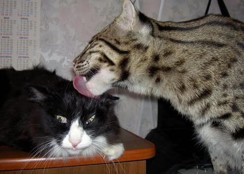 Milan Sports-伊丽莎白·德克斯女子200米蝶泳决赛强势登场，200女子蝶泳冠军