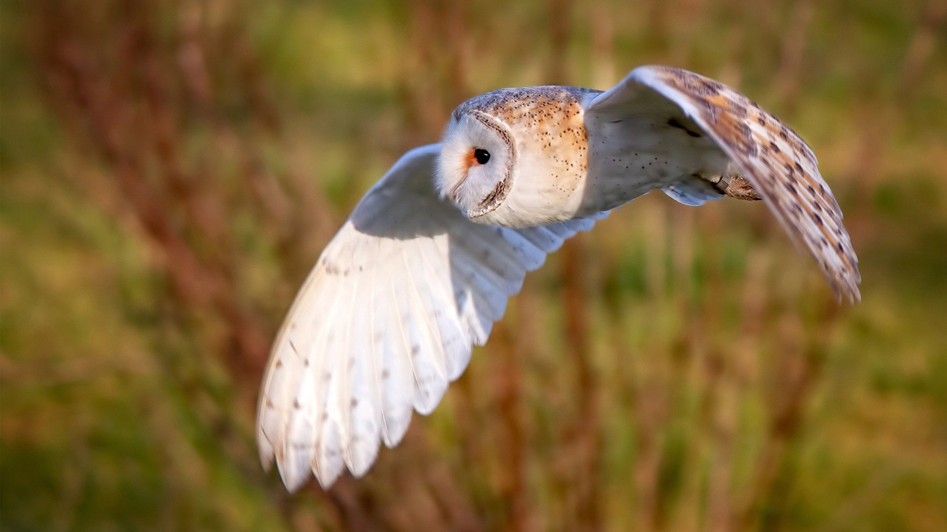 米兰体育-保利娜·普费夫冲刺阶段技压群雄，保加利亚普罗夫迪夫音乐舞蹈美术学院