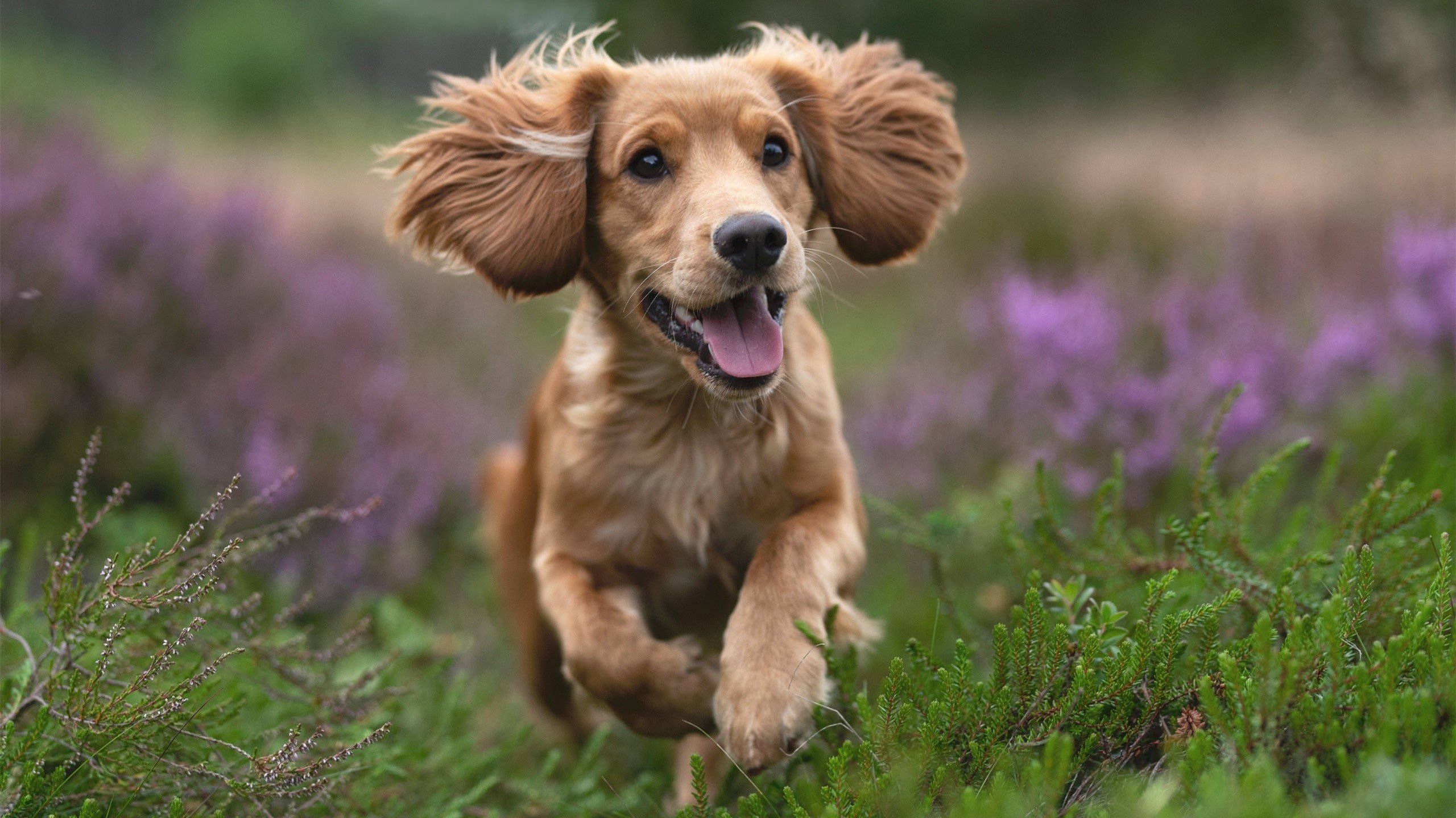 米兰体育-保利娜·普费夫冲刺阶段技压群雄，保加利亚普罗夫迪夫音乐舞蹈美术学院