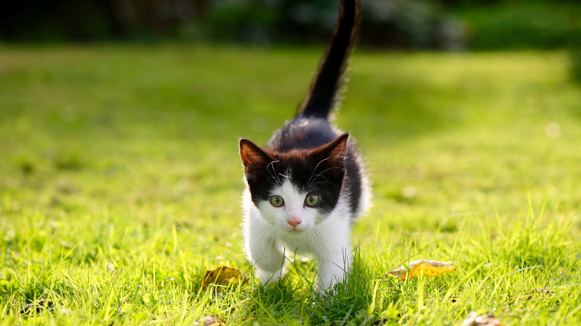 AC米兰-全国青少年体育竞赛信息平台正式上线试运行，全国青少年体育比赛