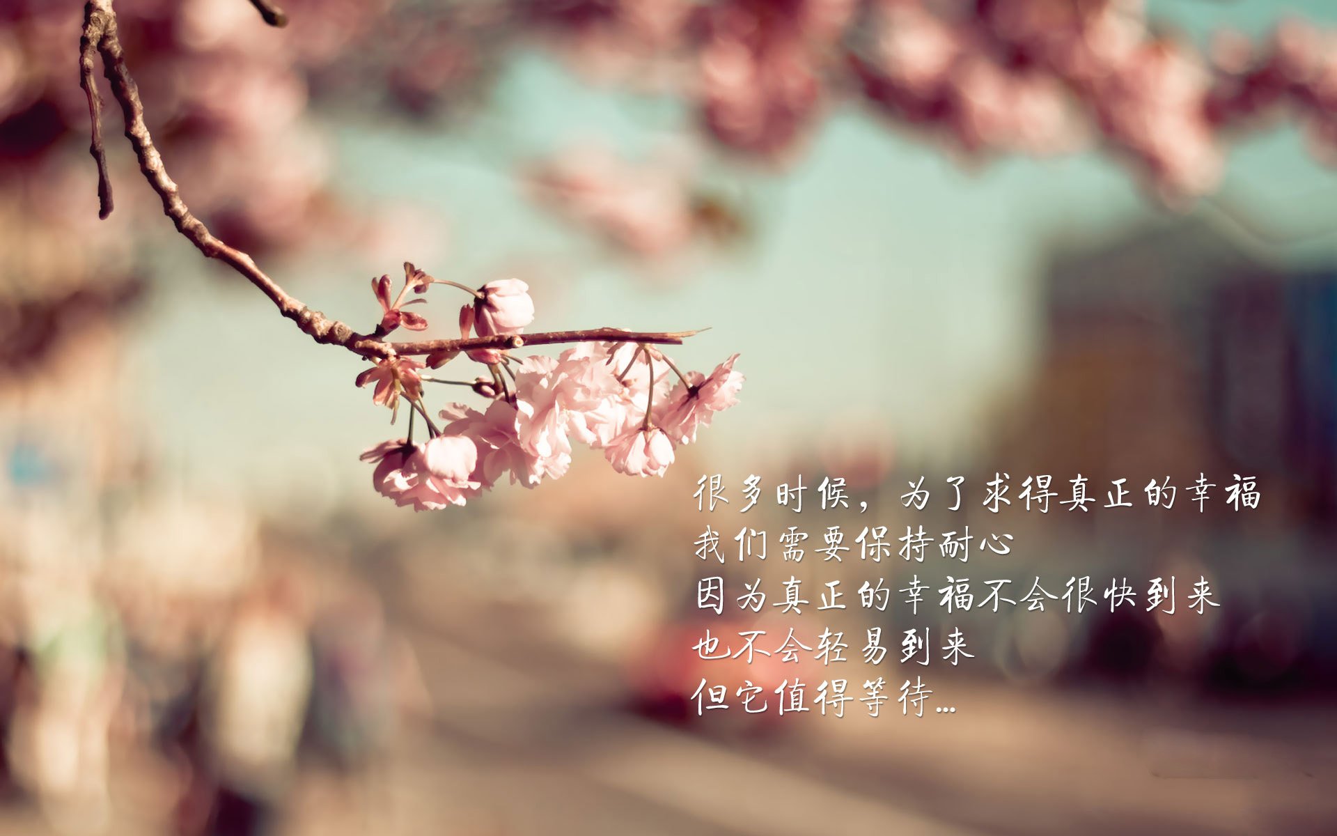 -南非橄榄球赛事吸引大量观众,市场价值稳步上升,南非 橄榄球