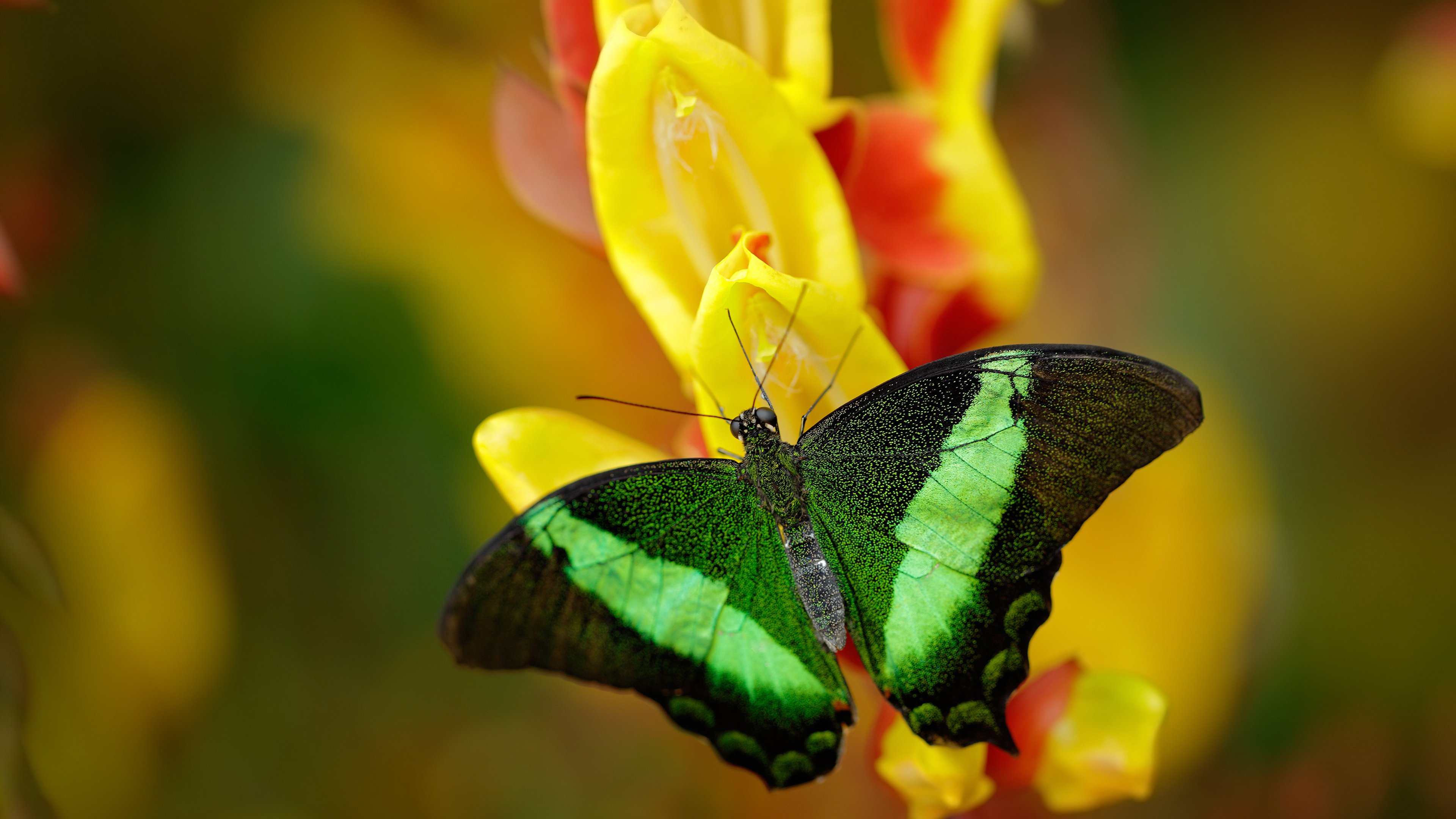 米兰体育APP-卡普尔的速度和爆发力为袋鼠队创造多次得分机会，卡普技能视频