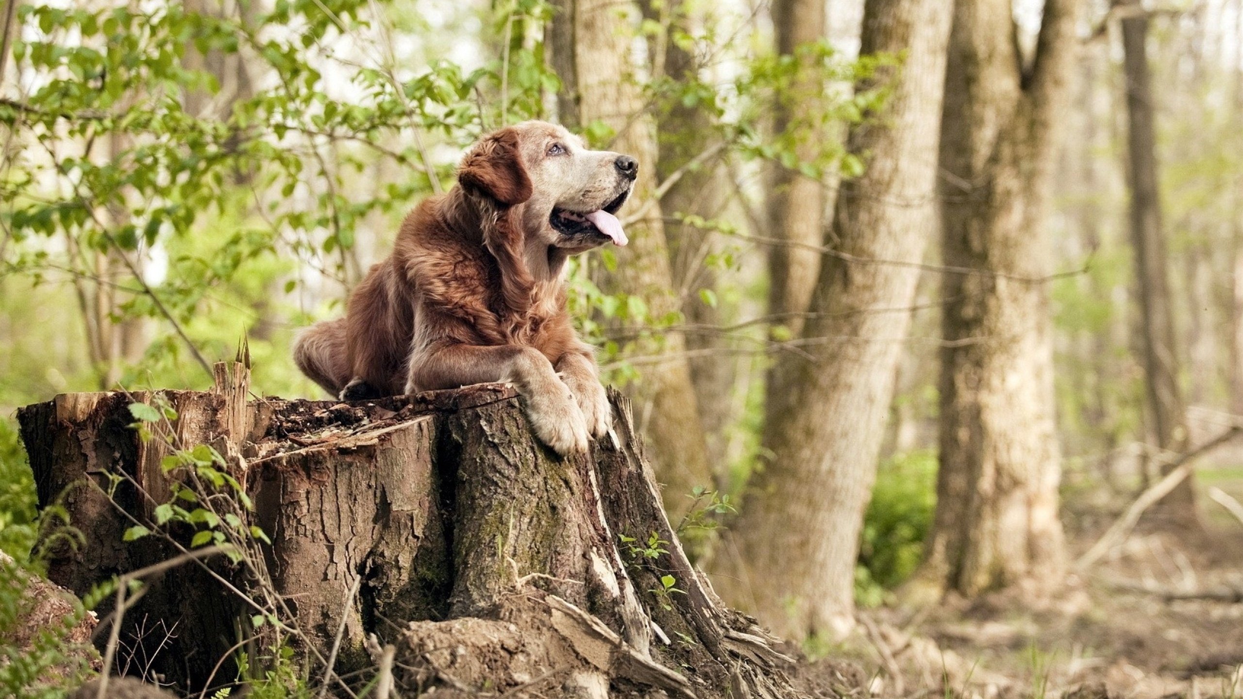 MILANSPORT下载-意甲球队的绝佳配合:串联出精彩场面,意甲球队的关系及恩怨