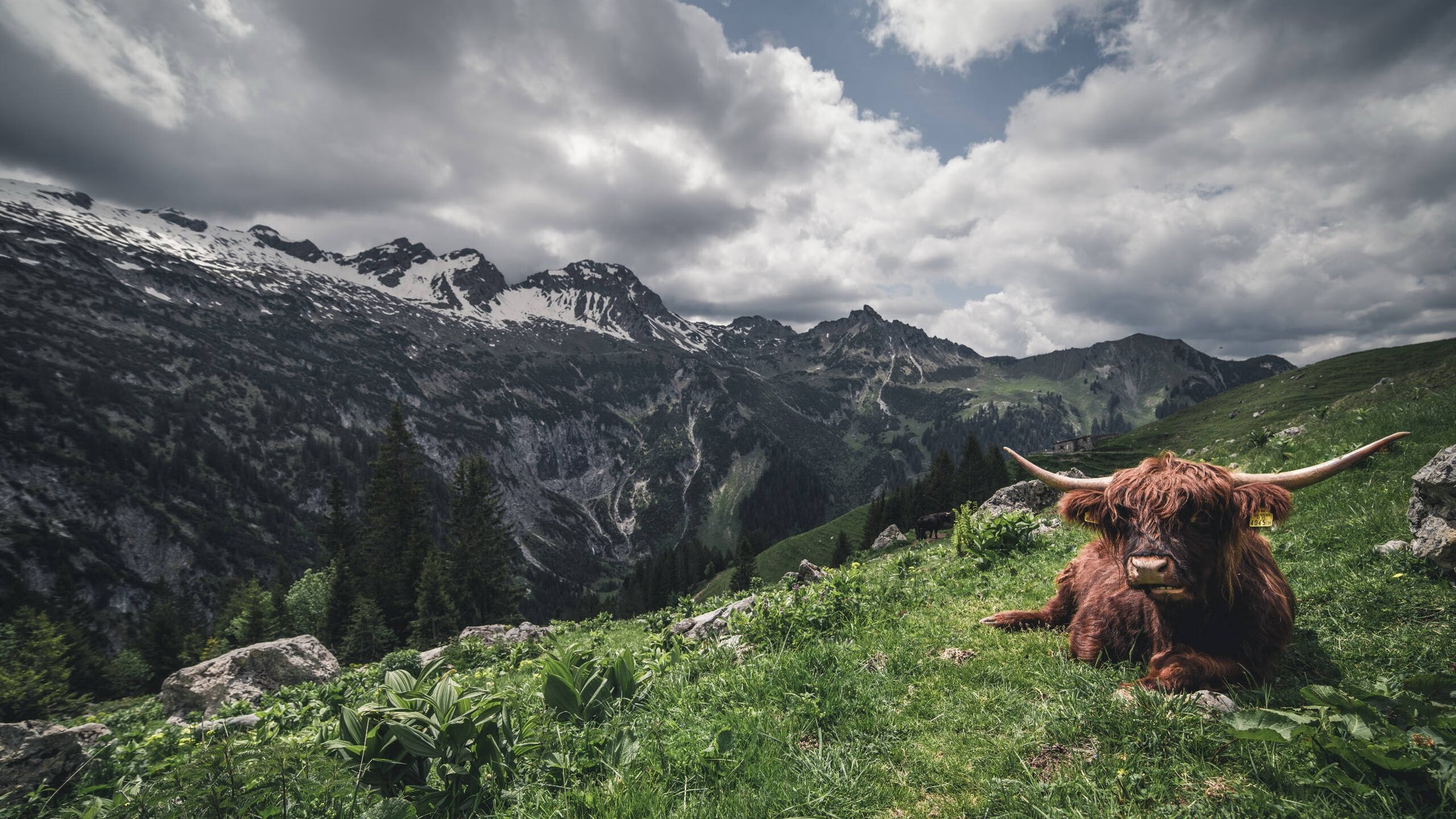 MILANSPORT下载-法甲未来新星:竞技场上的新领袖!,法甲新赛季前瞻