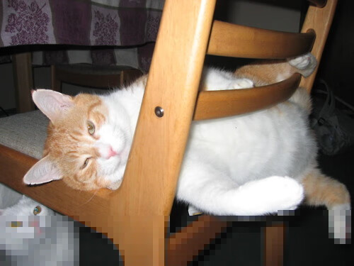 -篮网新人上场表现惊艳未来可期，篮网新队员